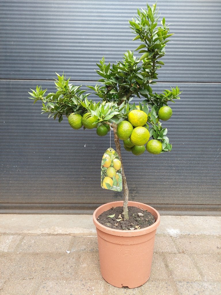 Citrus Myrtifolia 'Chinotto' - Mirtebladige Mandarijn H:80cm, Ophalen, Minder dan 100 cm, Volle zon, Citroenboom