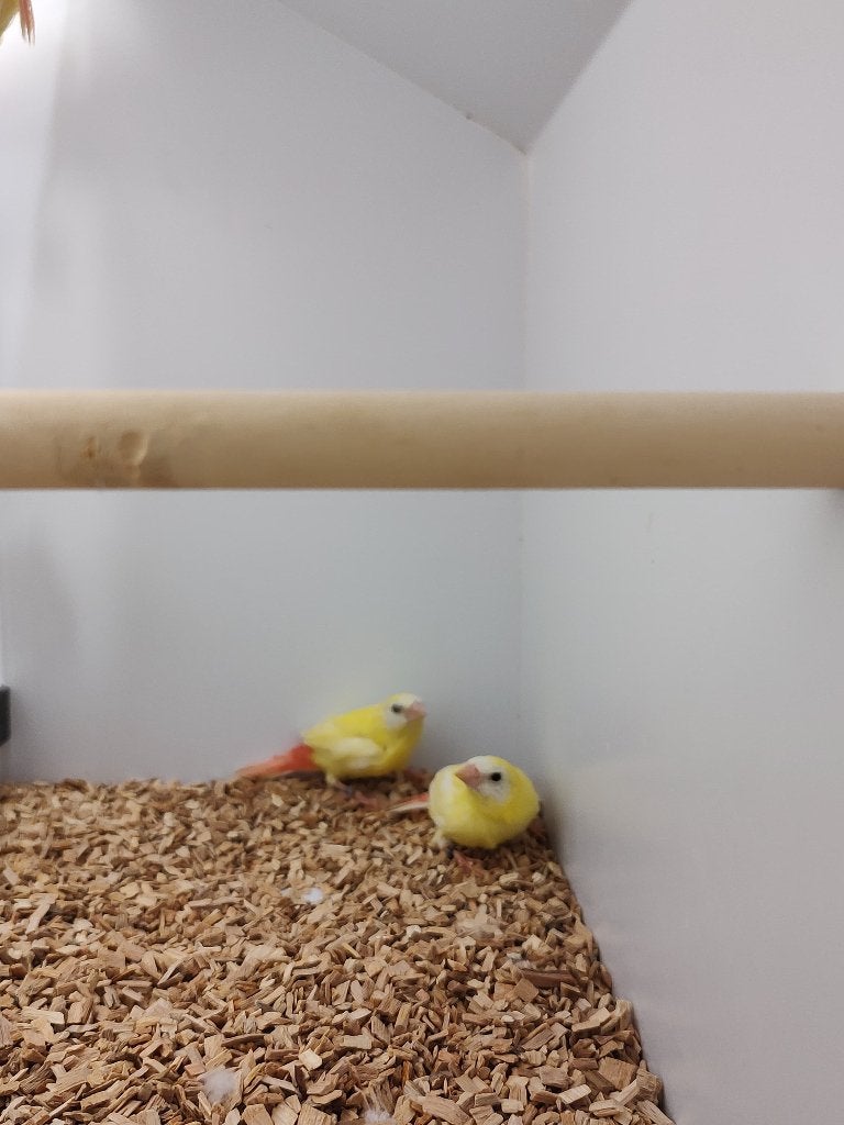 Driekleur papegaai amadine | kleurslag lutino | Koppels, Dieren en Toebehoren, Vogels | Overige Vogels, Meerdere dieren, Tropenvogel