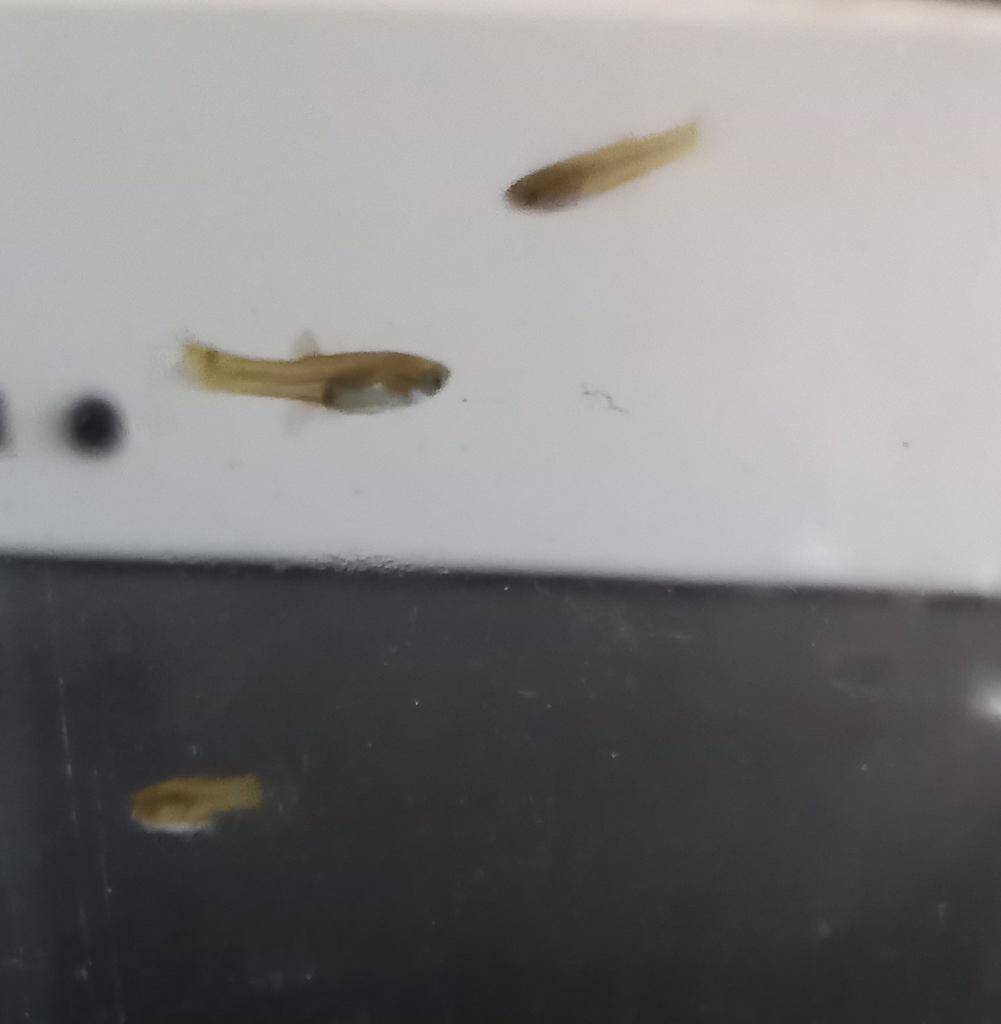 Guppies! GRATIS!, Vis, Zoetwatervis