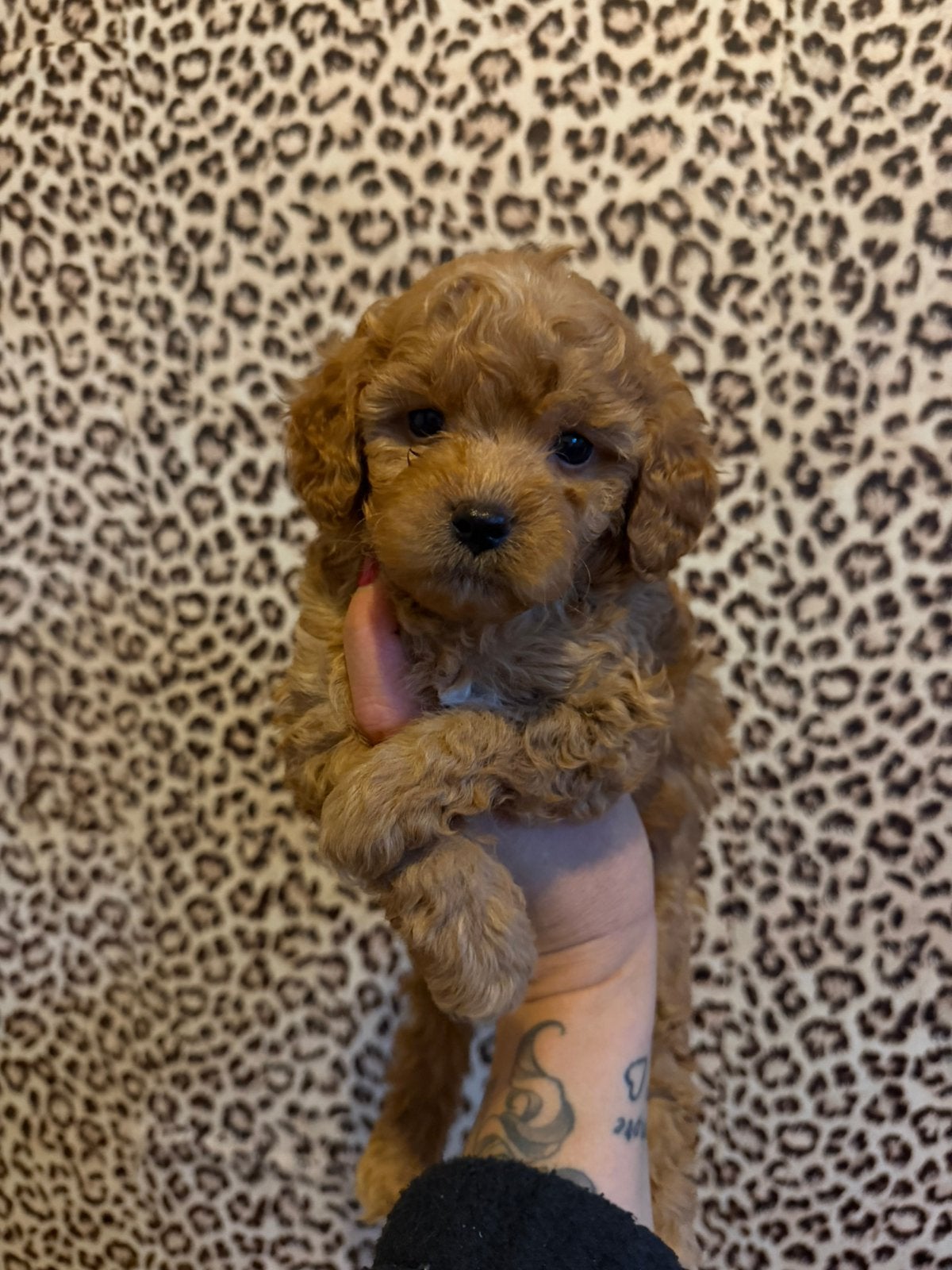 Maltipoo pups, maltipoo x toy poedel, Nederland, Overige rassen, CDV (hondenziekte), 8 tot 15 weken