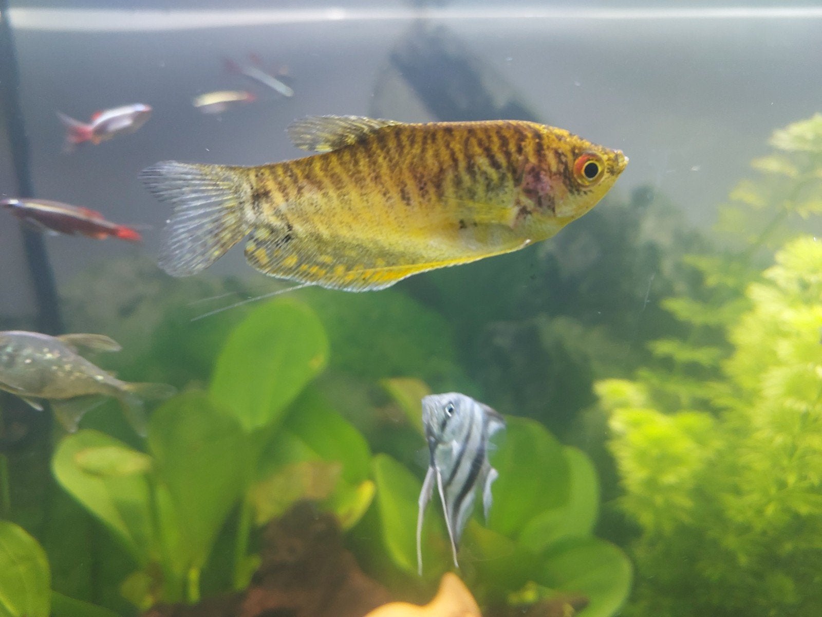 Gold Gourami visjes 2 vrouwtjes en 1 mannetje