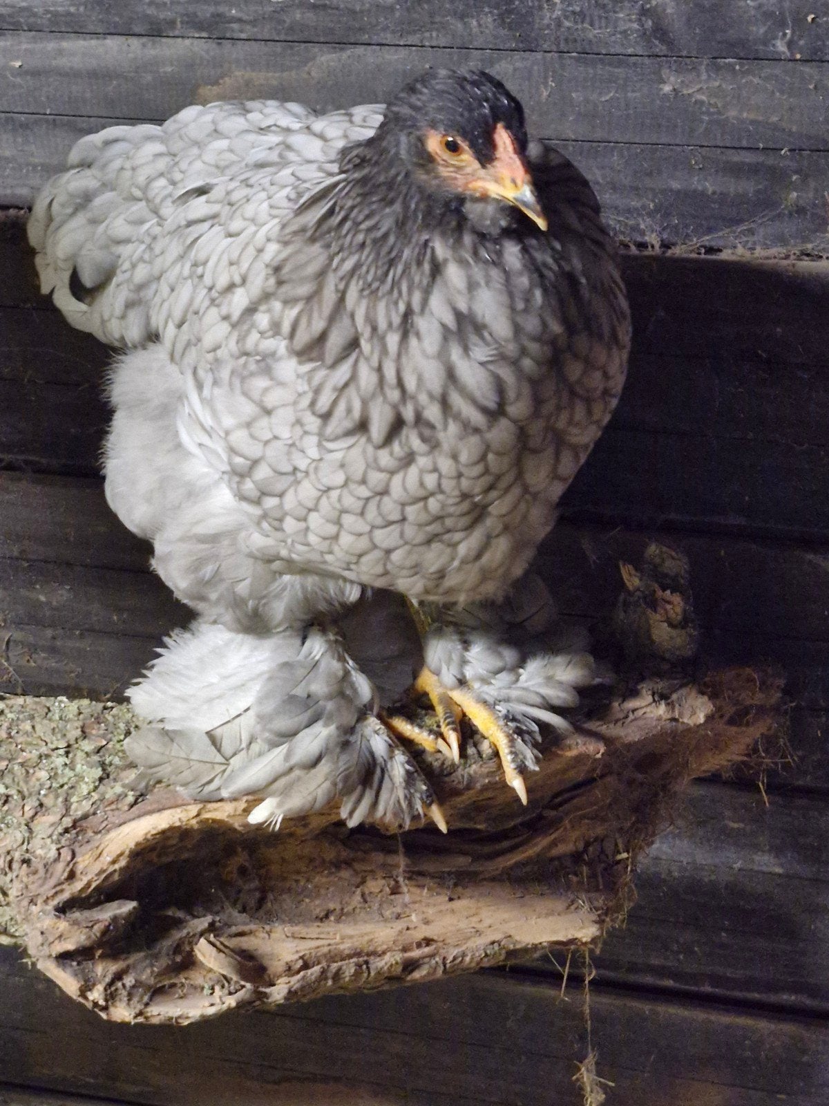 broedeieren grote brahma,s, Dieren en Toebehoren, Geslacht onbekend, Kip