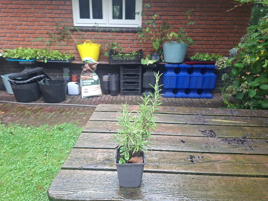 Biologische kruidenplanten: oa rozemarijn, oregano, dragon, Tuin en Terras, Planten | Tuinplanten, Ophalen, Vaste plant, Kruiden