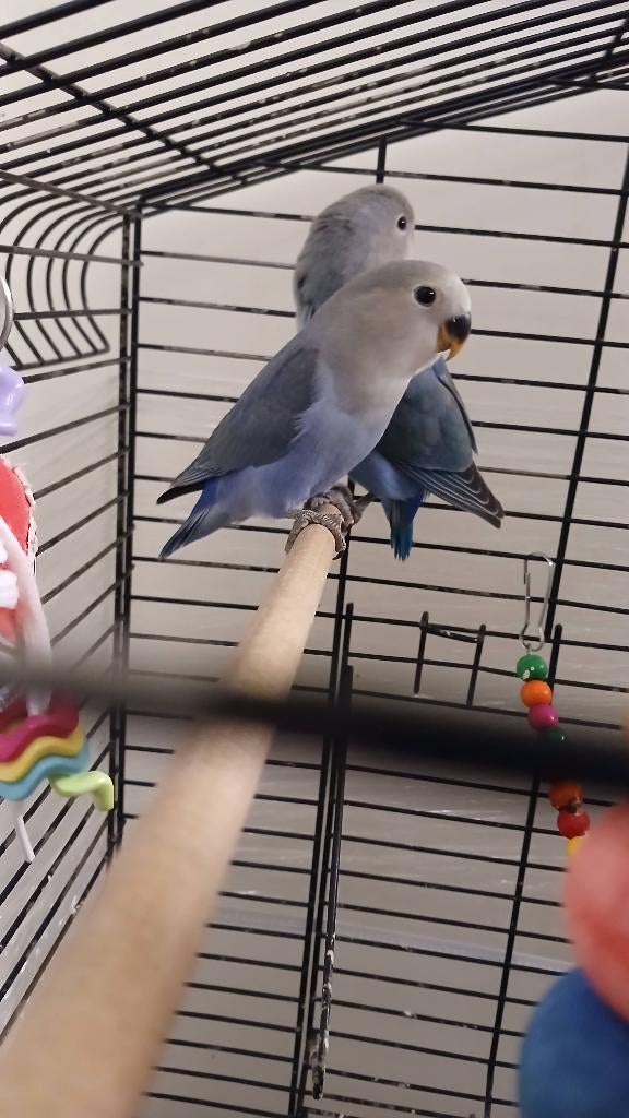 Argapornis/ Dwergpapegaai 2  te koop, Dieren en Toebehoren, Vogels | Kanaries, Geslacht onbekend, Kleurkanarie