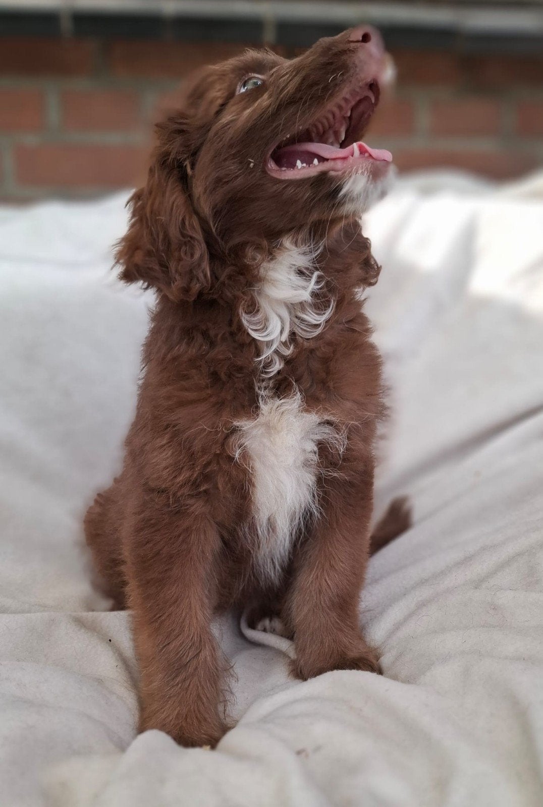 Prachtige AussieDoodle pups, teefjes, Parvo, Overige rassen, 8 tot 15 weken, Teef