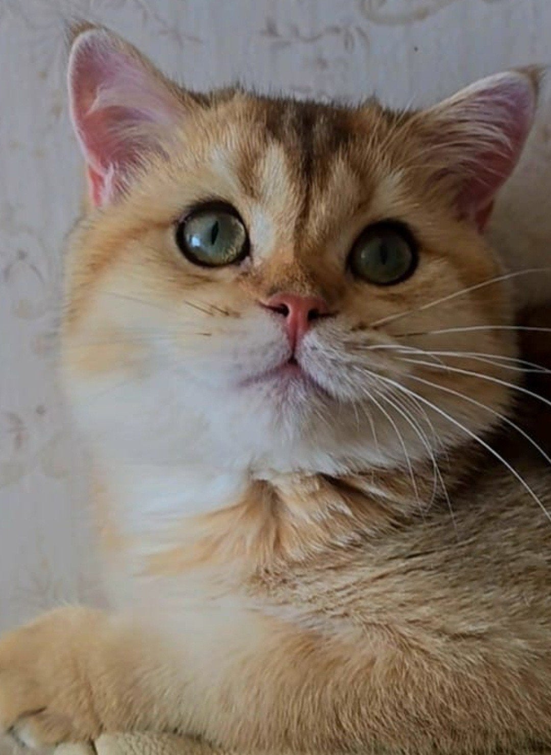 BRITSE KORTHAAR KITTENS,GOLDEN SCHADEDNY11,BLUE GOLDEN AY11, Dieren en Toebehoren, Katten en Kittens | Raskatten | Korthaar, Meerdere dieren