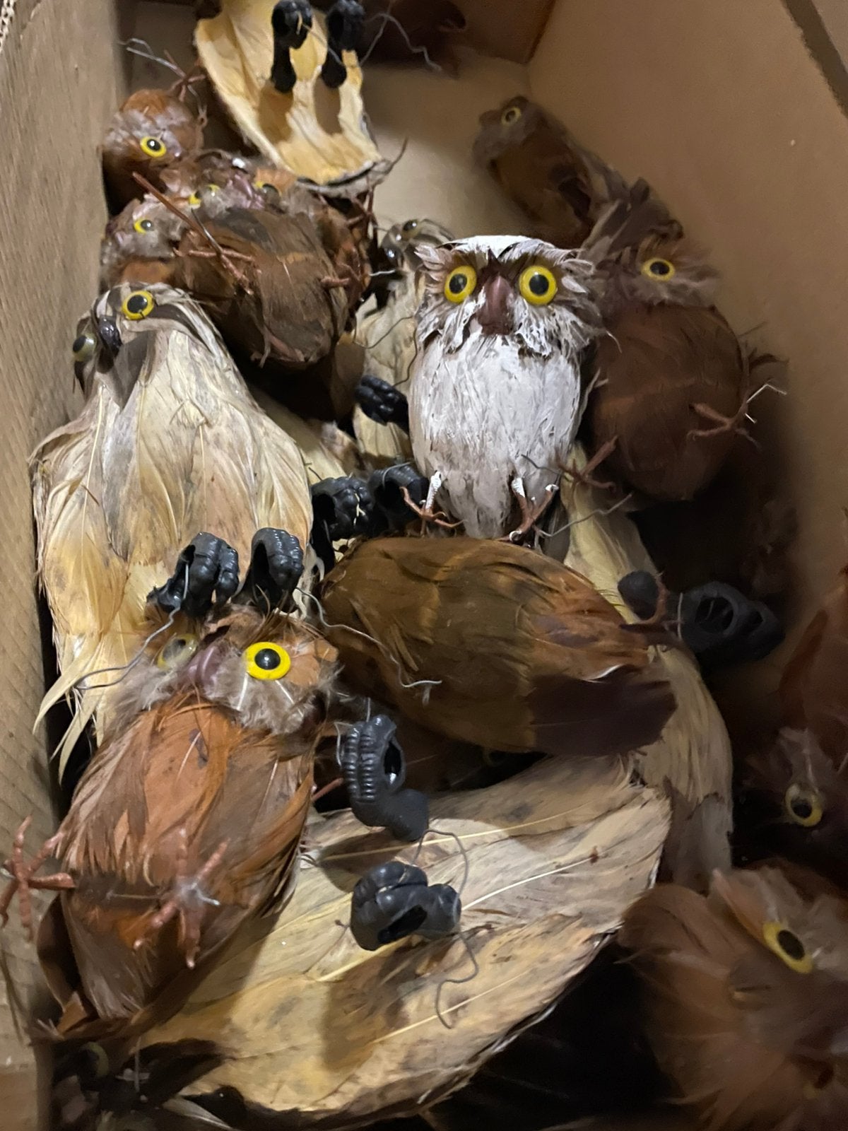 Uiltjes, Meerdere dieren, Roofvogel
