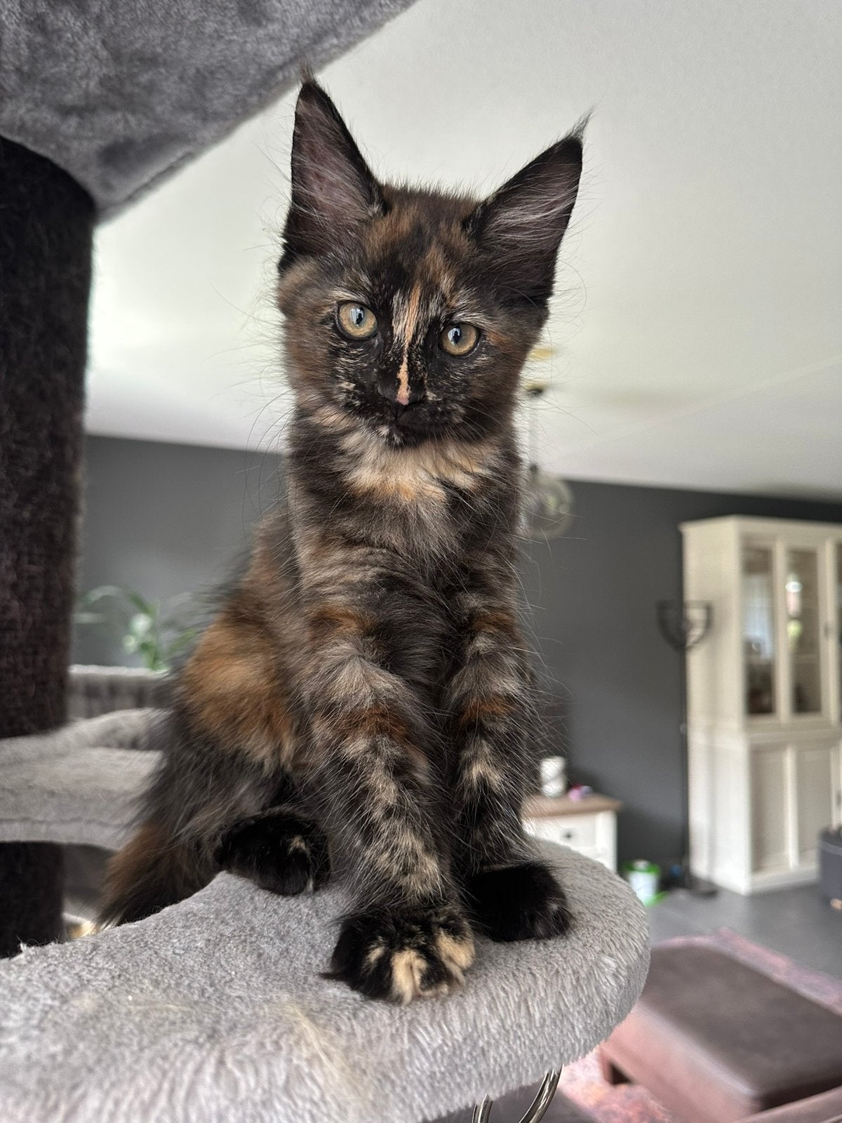 Maine Coon kittens met stamboom, Poes, Met stamboom, 0 tot 2 jaar