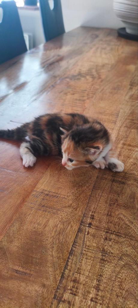 Gratis af te halen in overleg 4 kittens, Poes