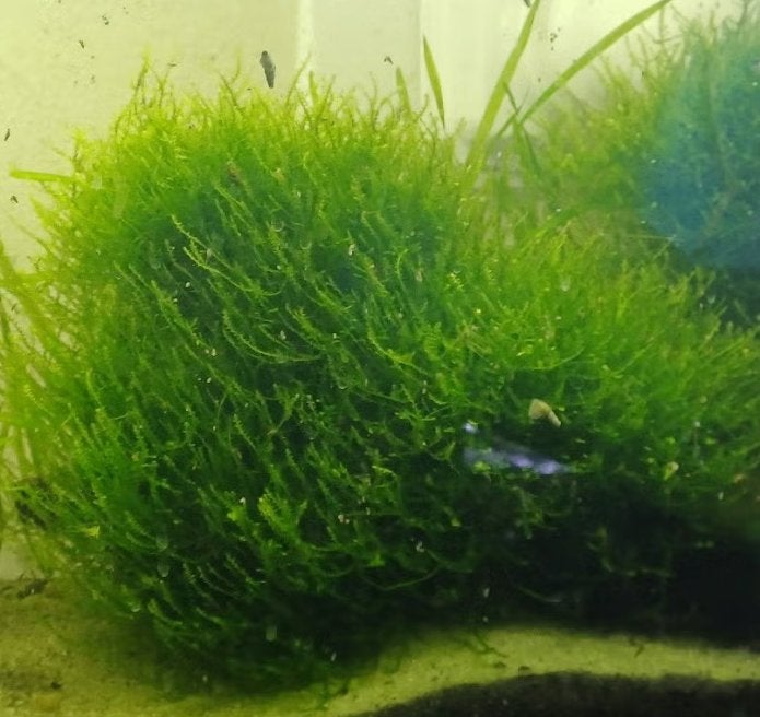 aquarium plantje javamos, Ophalen of Verzenden, Nieuw, Plant(en), Steen of Hout