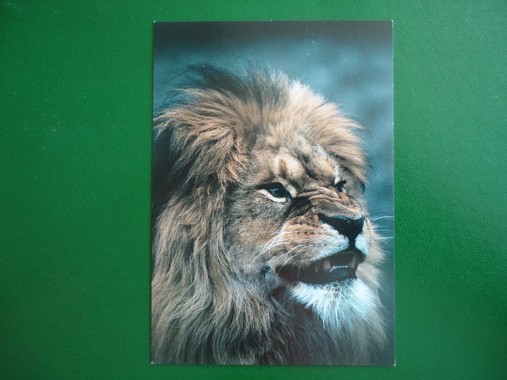 (208) Dierenkaart: LEEUW, Verzamelen, Ansichtkaarten | Dieren, Verzenden, 1980 tot heden, Ongelopen, Wild dier