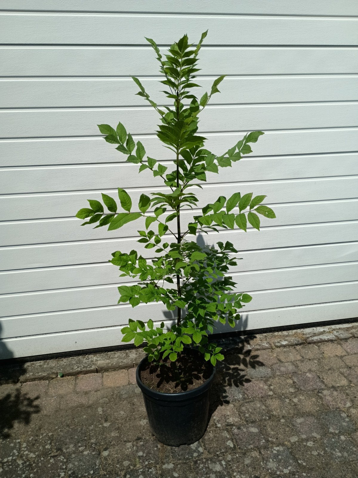 Biologische jonge es, Tuin en Terras, Planten | Bomen, Ophalen, Volle zon, Overige soorten, Minder dan 100 cm