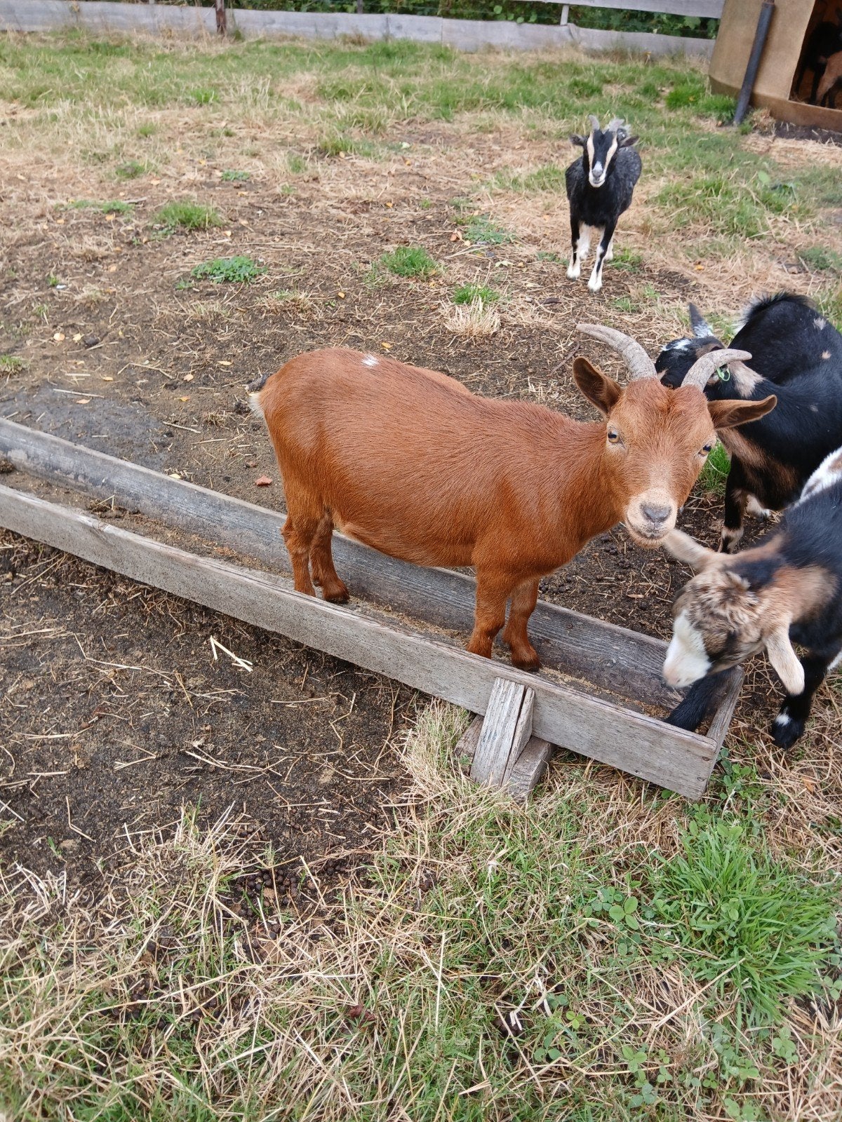 mooie dwerggeit, Mannelijk, Geit