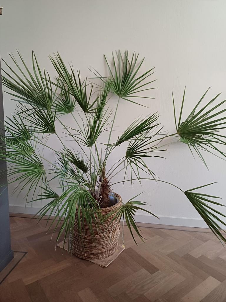 Grote palmplant in rieten mand, Huis en Inrichting, Kamerplanten, Ophalen, Palm, Halfschaduw, In pot