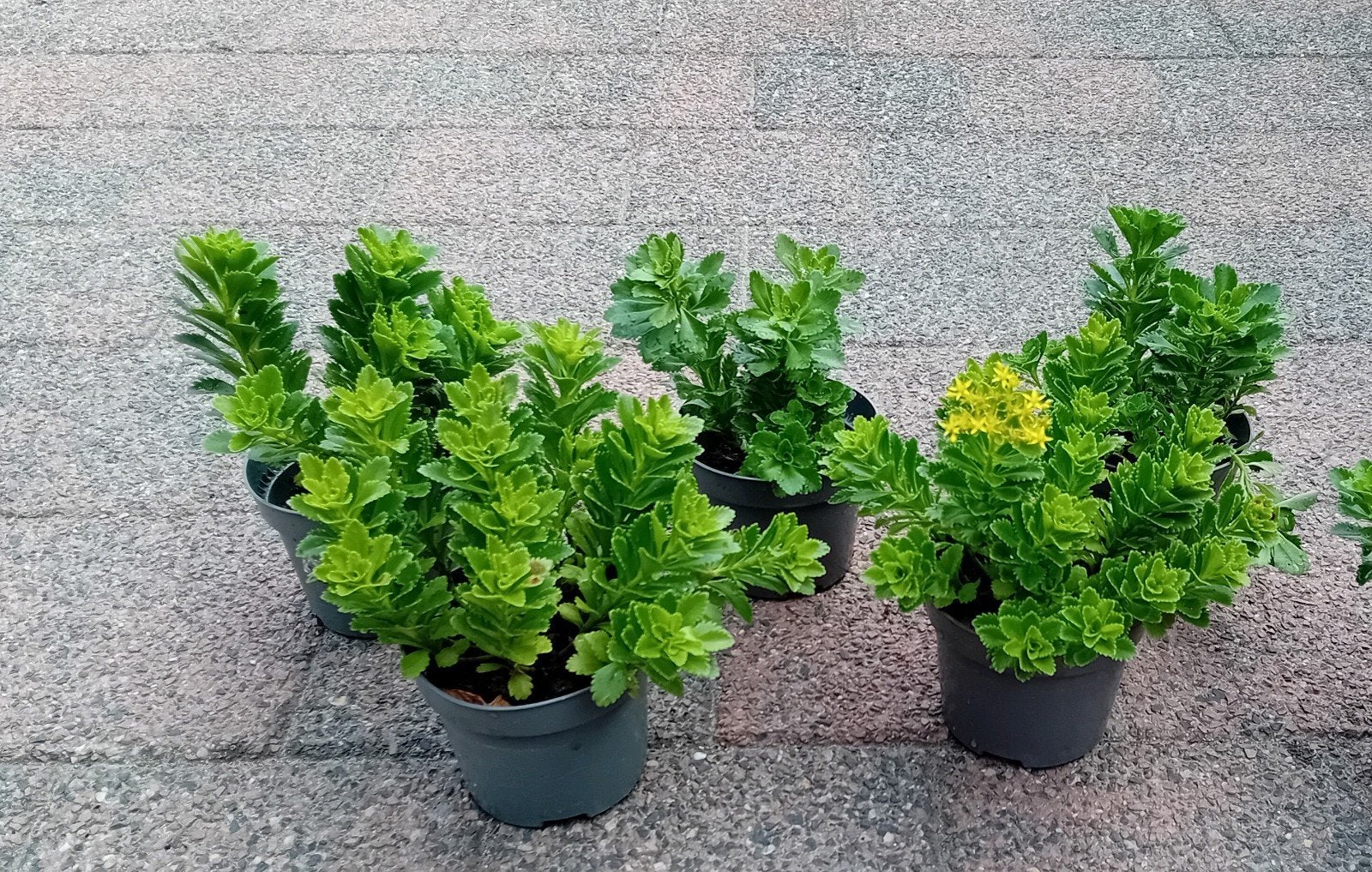 Sedum  Atlantis bodembedekker  ideaal voor op het graf, Tuin en Terras, Ophalen, Overige soorten, Volle zon