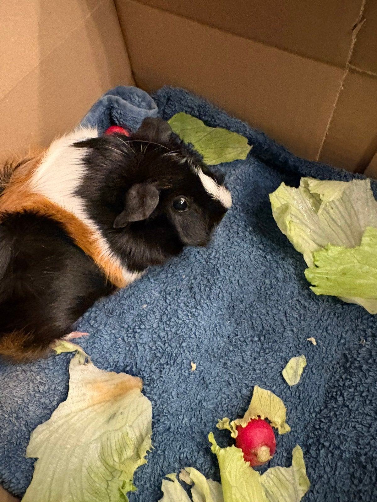 Cavia zeugje van 3 mnd, Dieren en Toebehoren, Cavia, Juni, Vrouwelijk, Tam