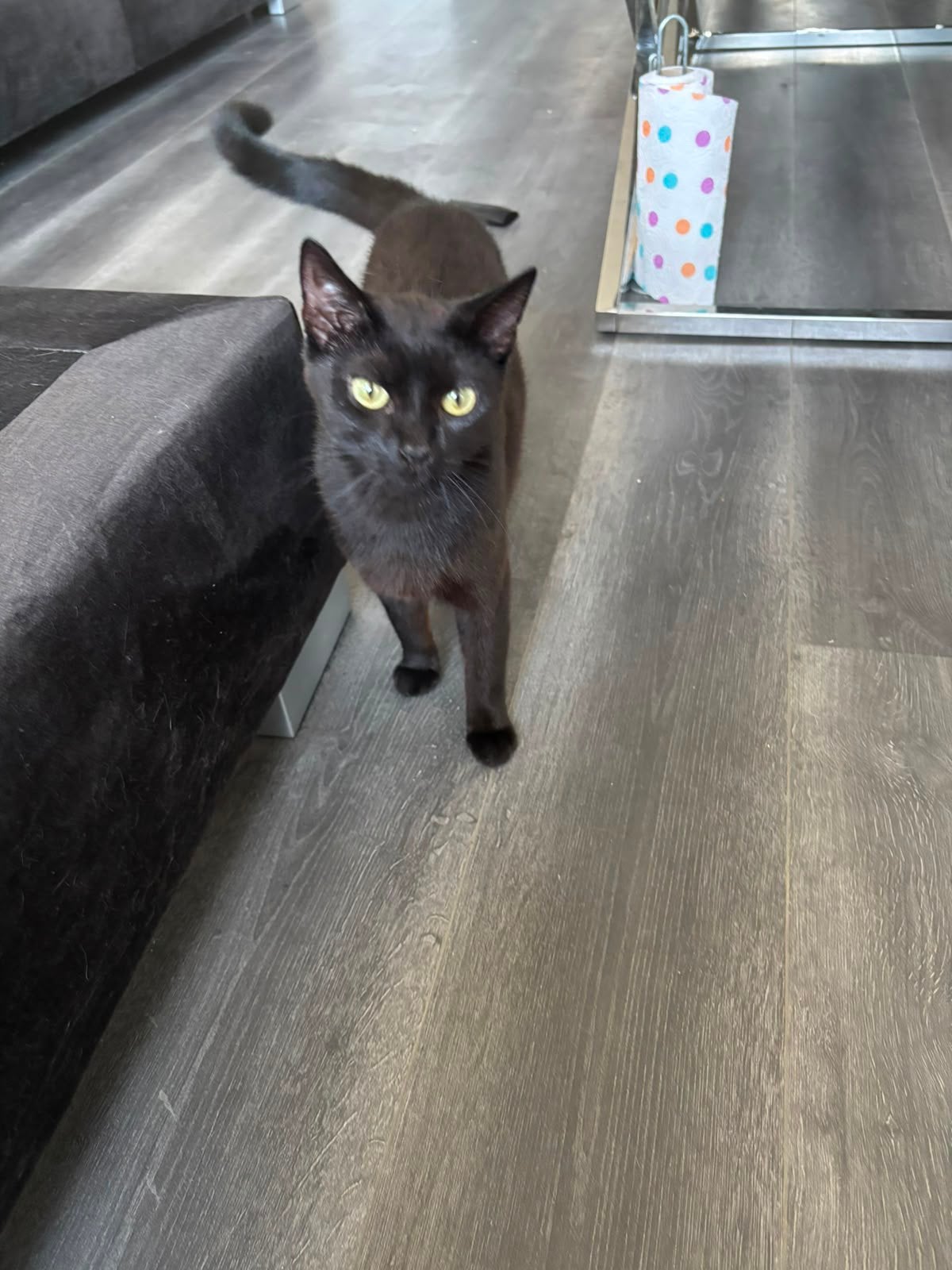 Britse korthaar Poes, Dieren en Toebehoren, Katten en Kittens | Raskatten | Korthaar, Poes