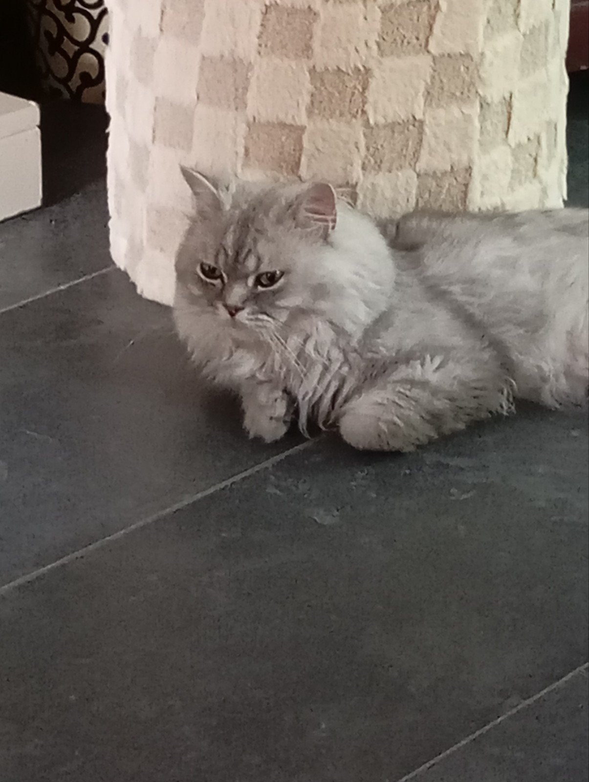 Lieve Brits langhaar Silver shaded, Kater