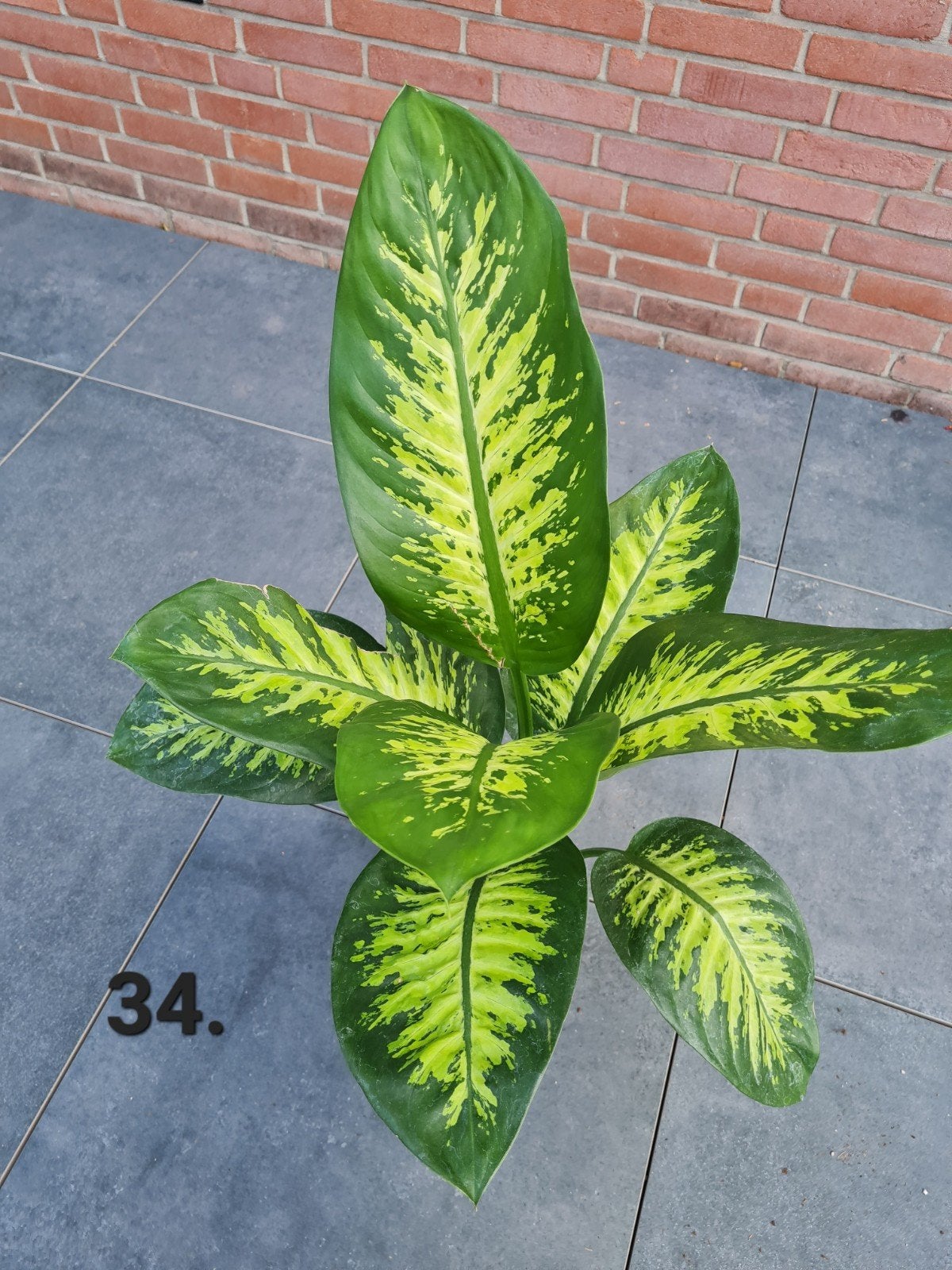 Prachtige dieffenbachia kamerplant, 85 cm hoog, Ophalen of Verzenden, Halfschaduw, Minder dan 100 cm