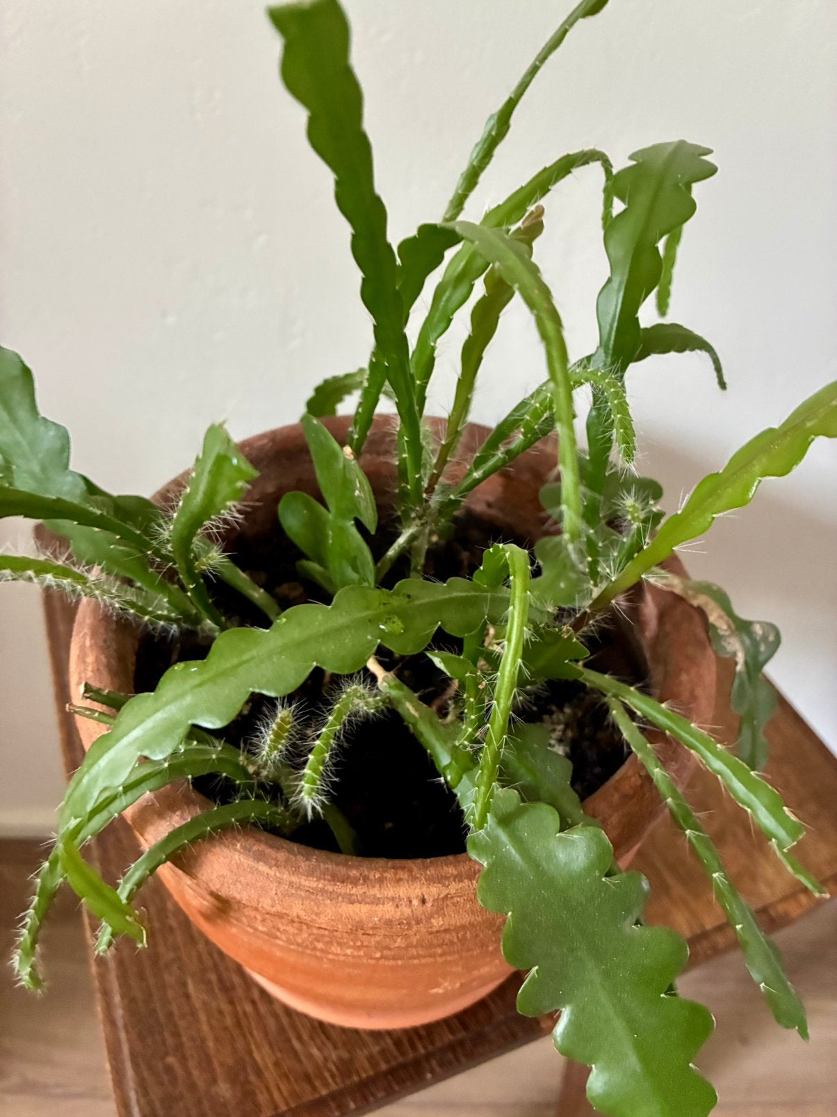 Stekken van zaagcactus (Epiphyllum anguliger), Ophalen, Halfschaduw, Minder dan 100 cm, Bloeiende kamerplant