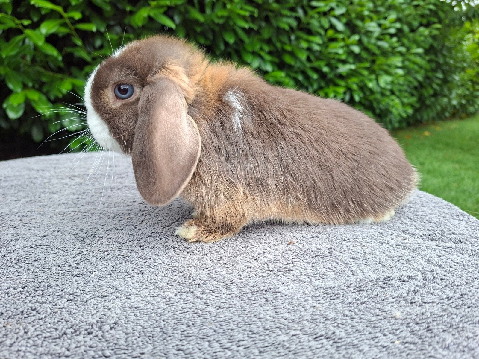 Mooi choco otter split minilop konijntje, Dieren en Toebehoren, Konijnen, Mannelijk, Dwerg, Hangoor, 0 tot 2 jaar