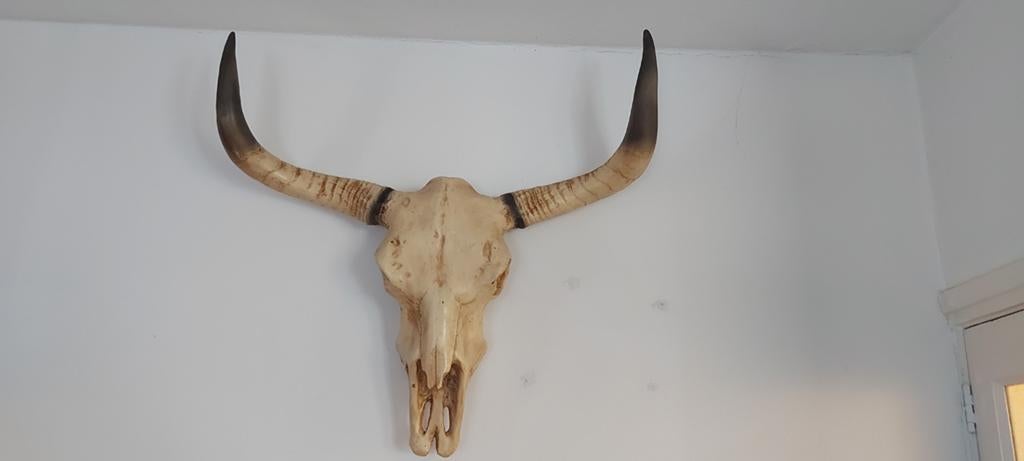Buffelschedel, Verzamelen, Dierenverzamelingen, Ophalen, Zo goed als nieuw, Opgezet dier