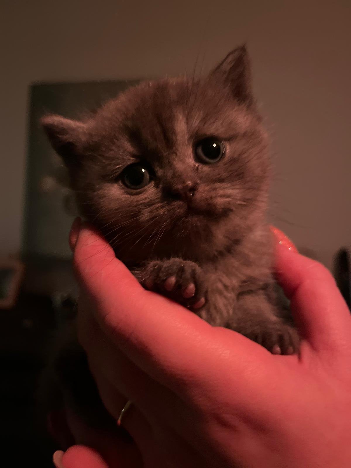 Kittens, Dieren en Toebehoren, Katten en Kittens | Overige Katten, Meerdere dieren