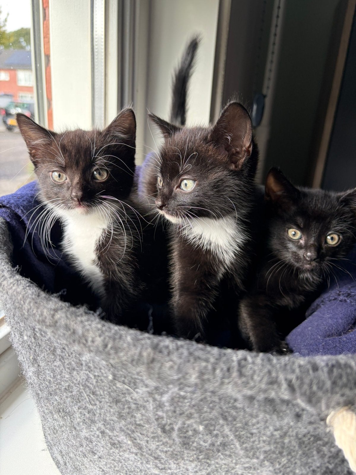 Kittens te koop, Meerdere dieren