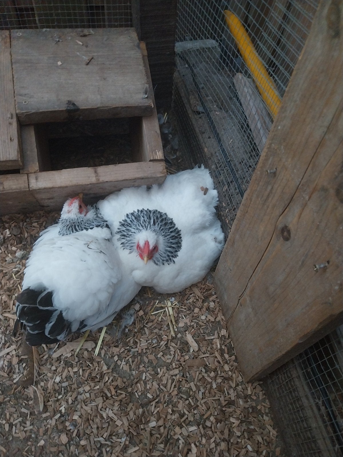2 wyandotte Colombia krielkippen, Dieren en Toebehoren, Pluimvee, Vrouwelijk, Kip