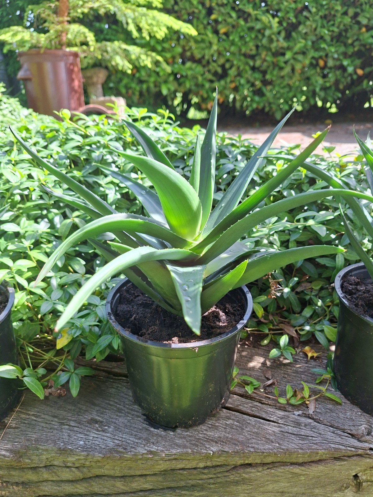 Aloé Vera plant., Ophalen of Verzenden, Overige soorten, Volle zon
