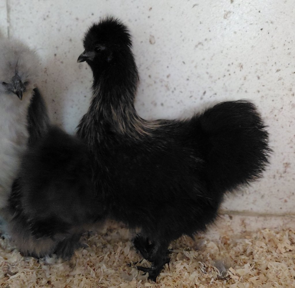 Zijdehoen kriel hen, Dieren en Toebehoren, Meerdere dieren, Kip