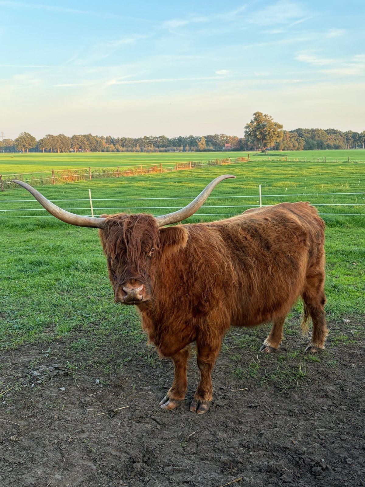 Schotsehooglanders