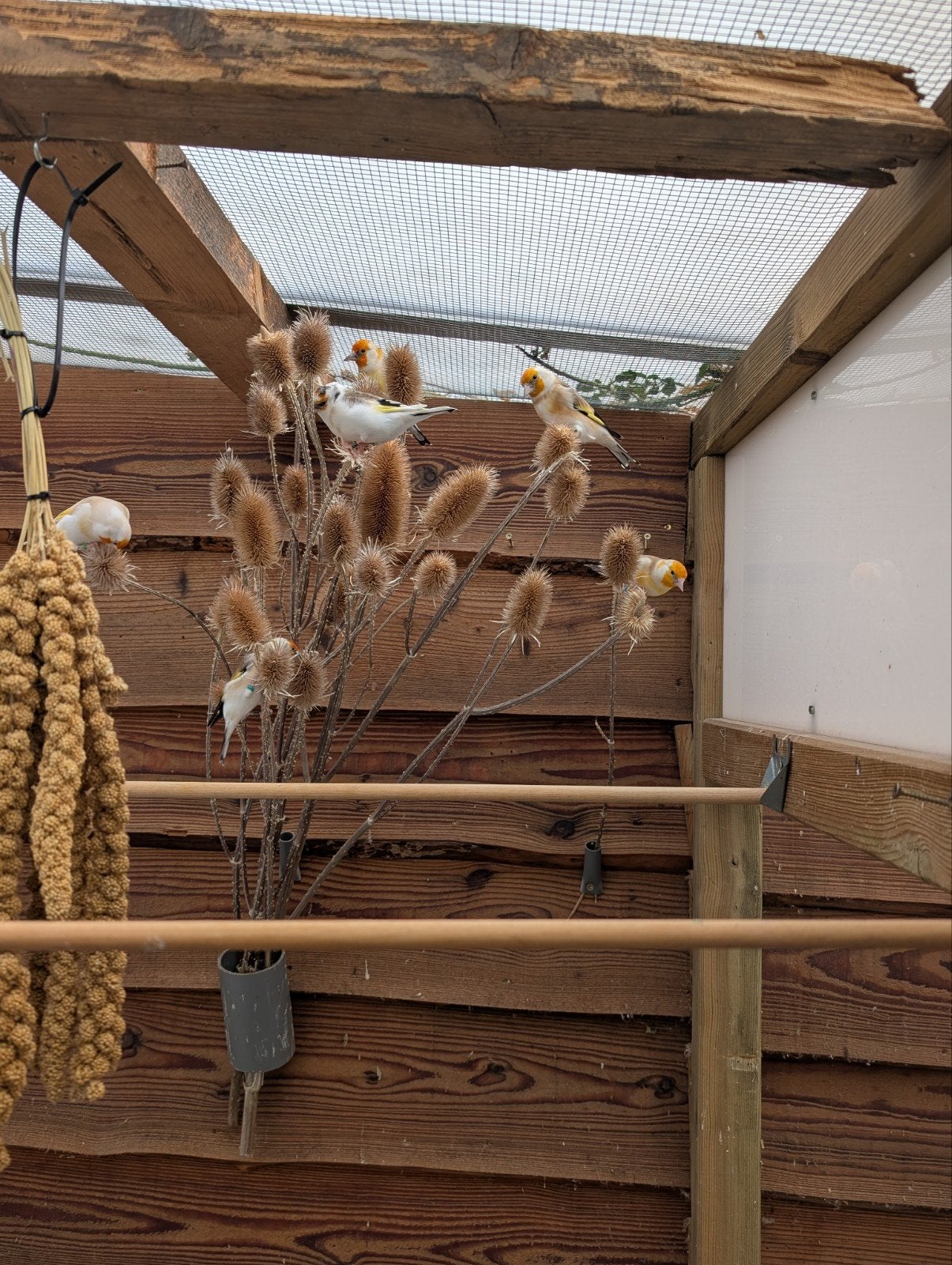 majoor putters 2026, Dieren en Toebehoren, Meerdere dieren