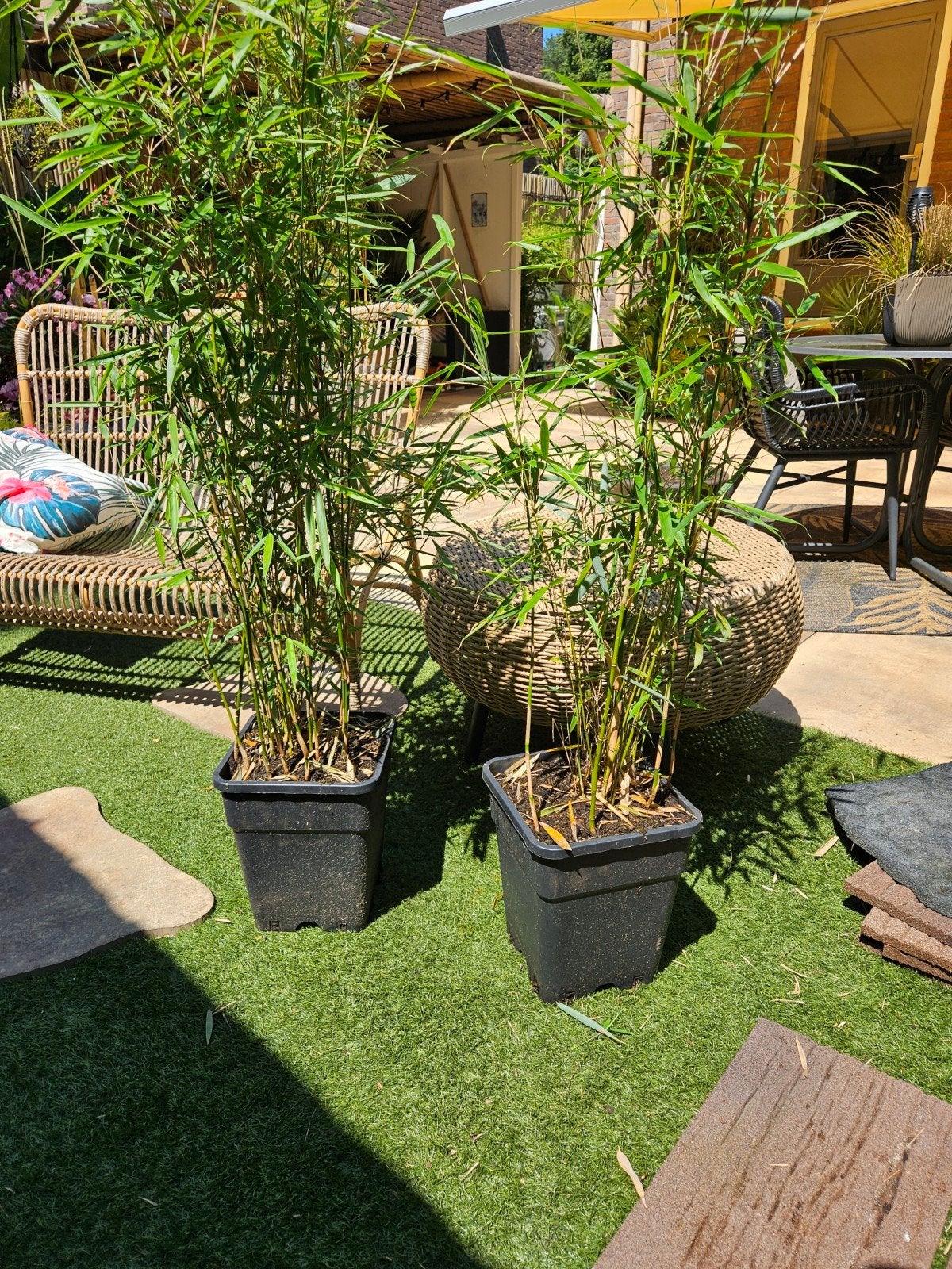 Bamboe planten fargesia - niet woekerend!! - bijna gratis, Vaste plant, Bloeit niet, Halfschaduw, Ophalen