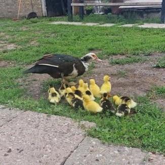 Jonge muskus eenden te koop, Dieren en Toebehoren, Pluimvee, Meerdere dieren, Eend