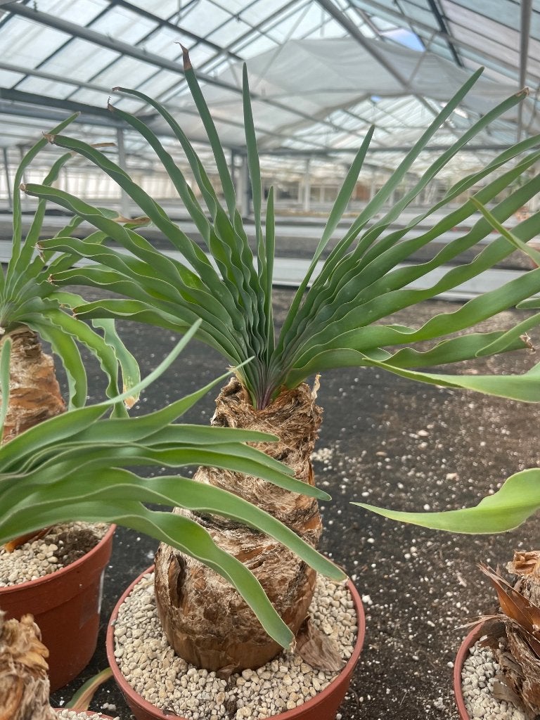 Caudex Boophane Haemanthoides in de 17 cm pot, Overige soorten, Ophalen of Verzenden, In pot, Minder dan 100 cm