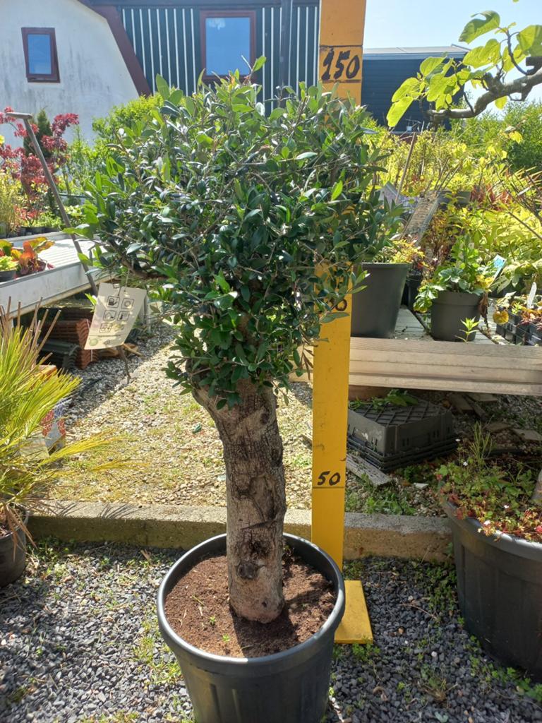 Olijfboom op stam - Olea europaea, dikke stam, grote kop., Volle zon, Vaste plant, Bloeit niet, Ophalen