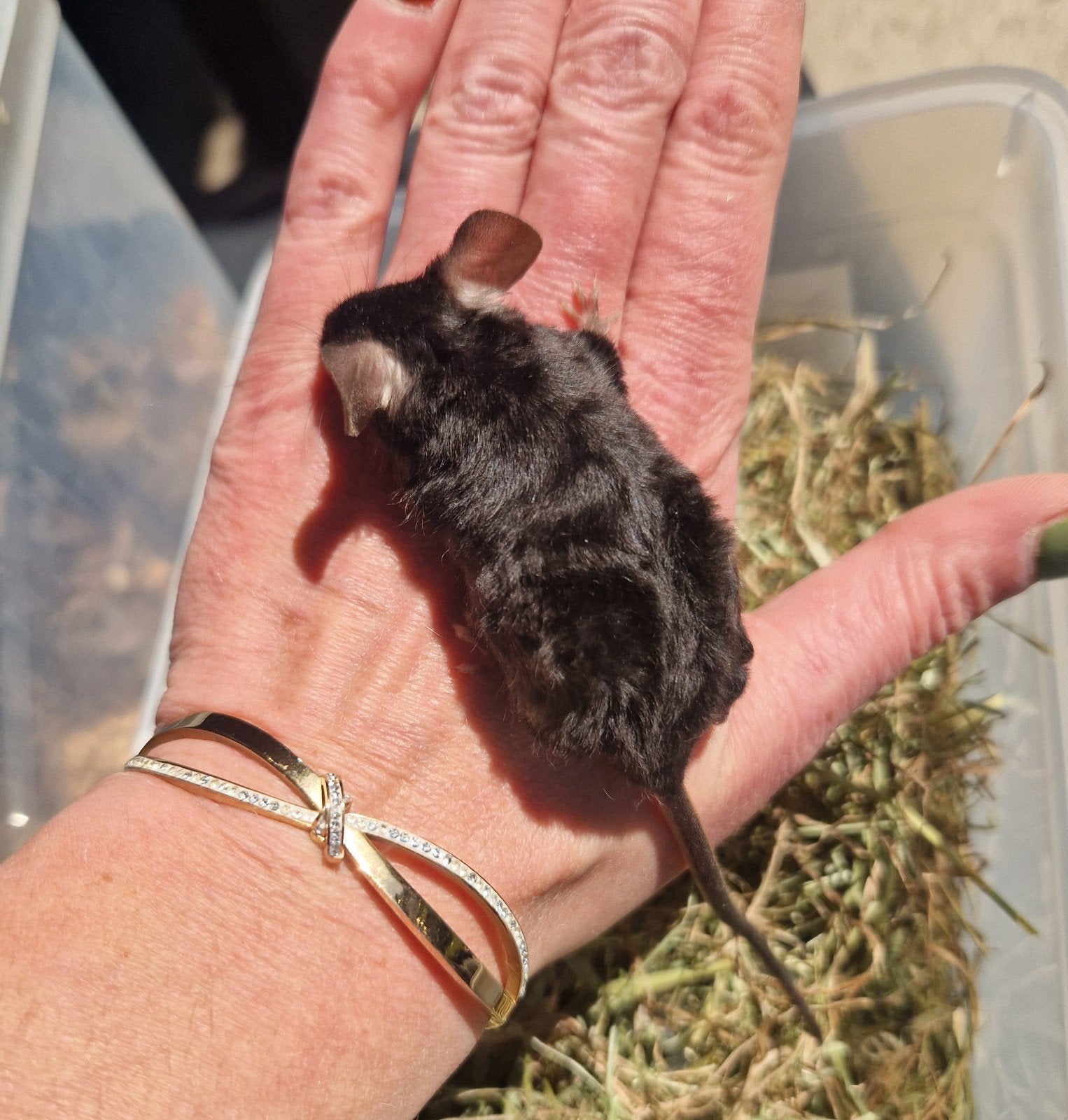 Dames kleurmuis muis borstel satijn zwart rex vrouw, Dieren en Toebehoren, Muis, Vrouwelijk, Mei, Tam