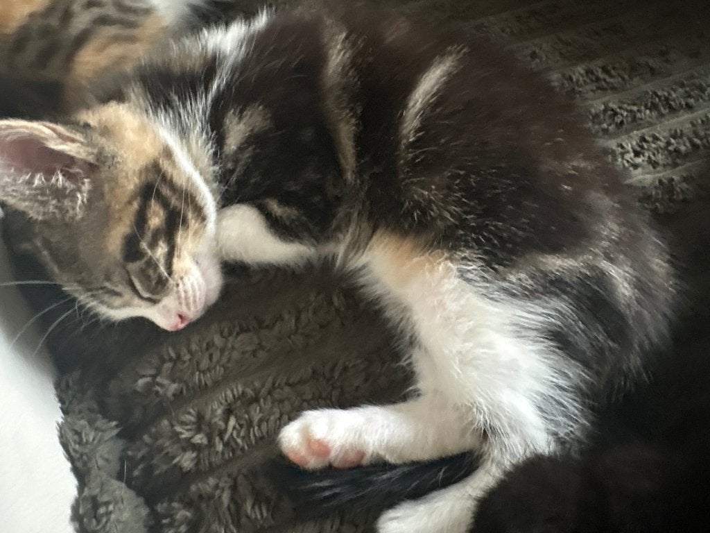 Wij hebben prachtige lieve kittens ❤️, Dieren en Toebehoren, Geslacht onbekend, Langharig, 0 tot 2 jaar