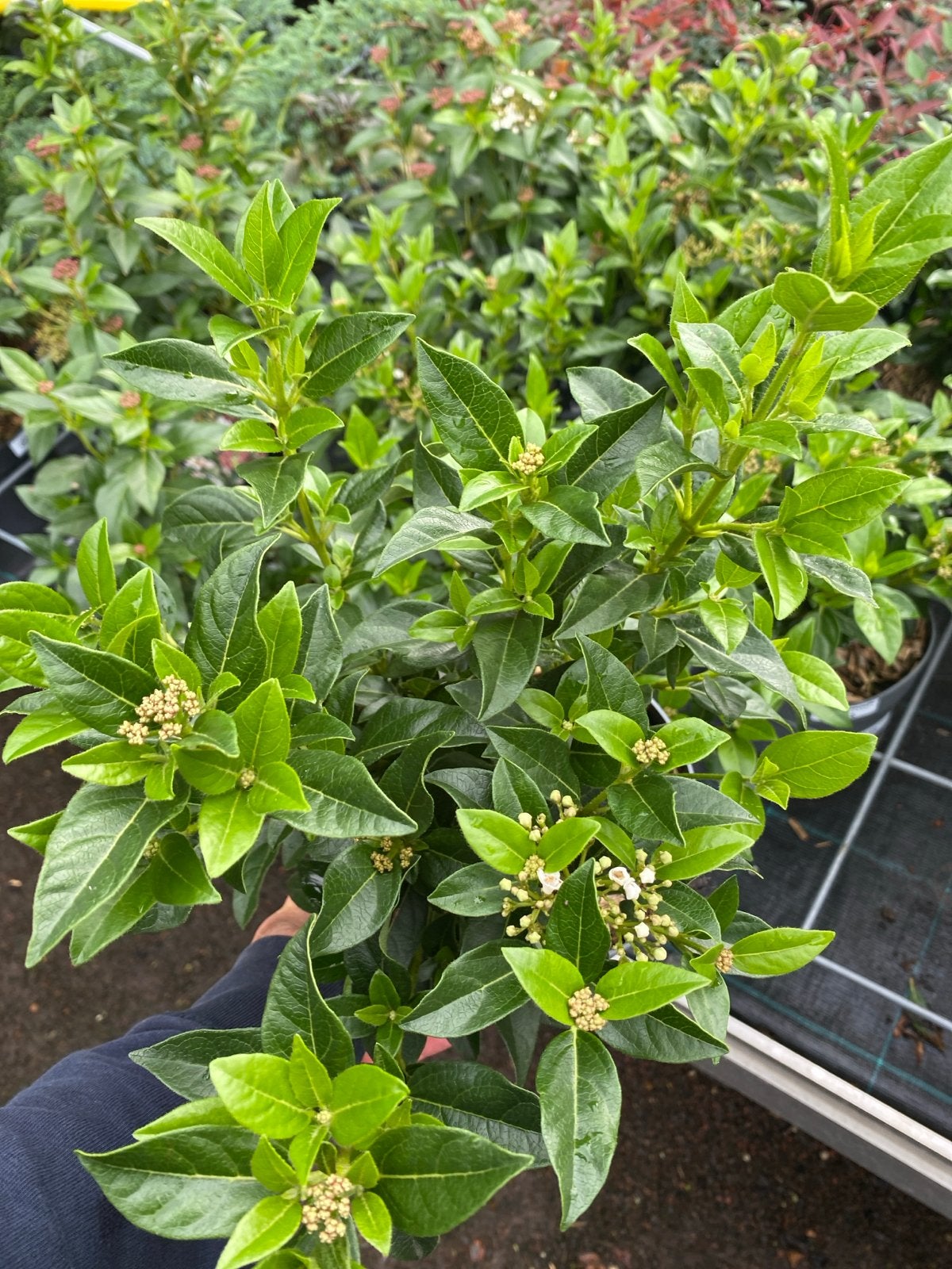 Viburnum tinus - Sneeuwbal - Wintergroene heester, Volle zon, Vaste plant, Winter, Ophalen