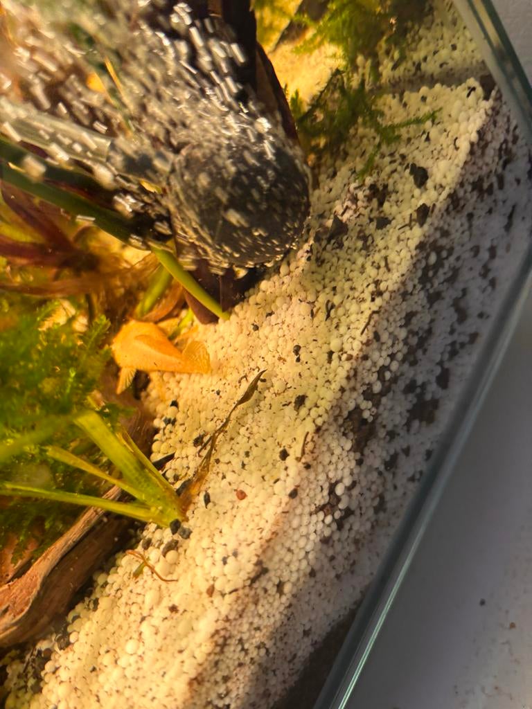 1 albino algeneter, Dieren en Toebehoren, Vis