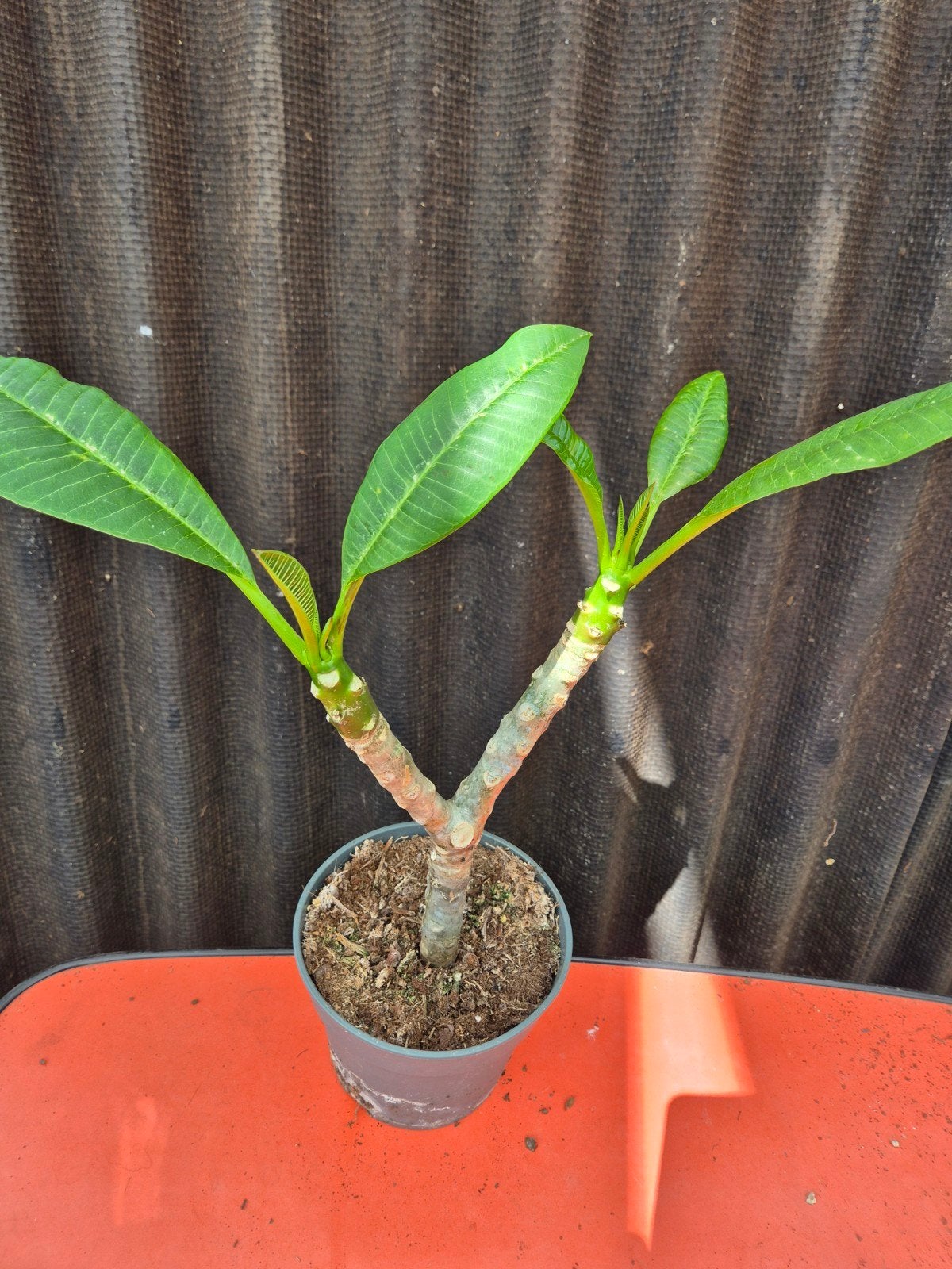 Plumeria Rubra Hawaiian p17 (8), Ophalen of Verzenden, Halfschaduw, Minder dan 100 cm