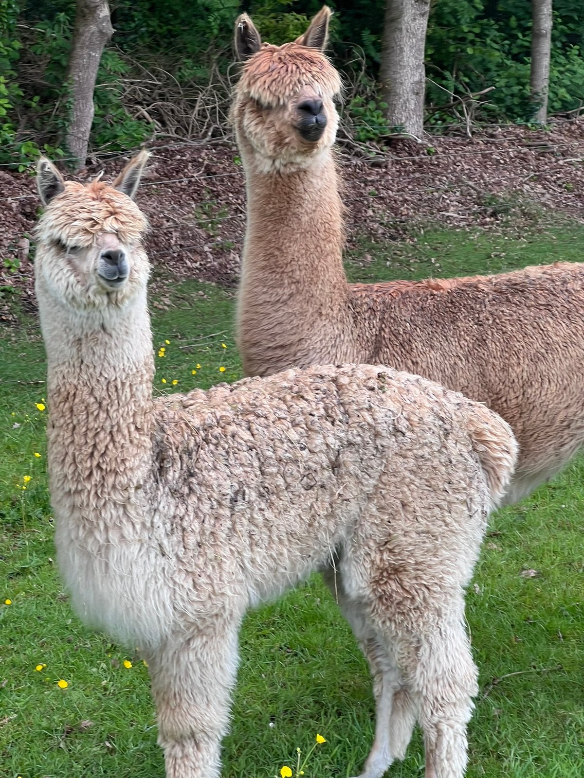 Te koop aangeboden TOP light fawn merrie van juli 2025, Dieren en Toebehoren, Overige Dieren, Vrouwelijk, Juli