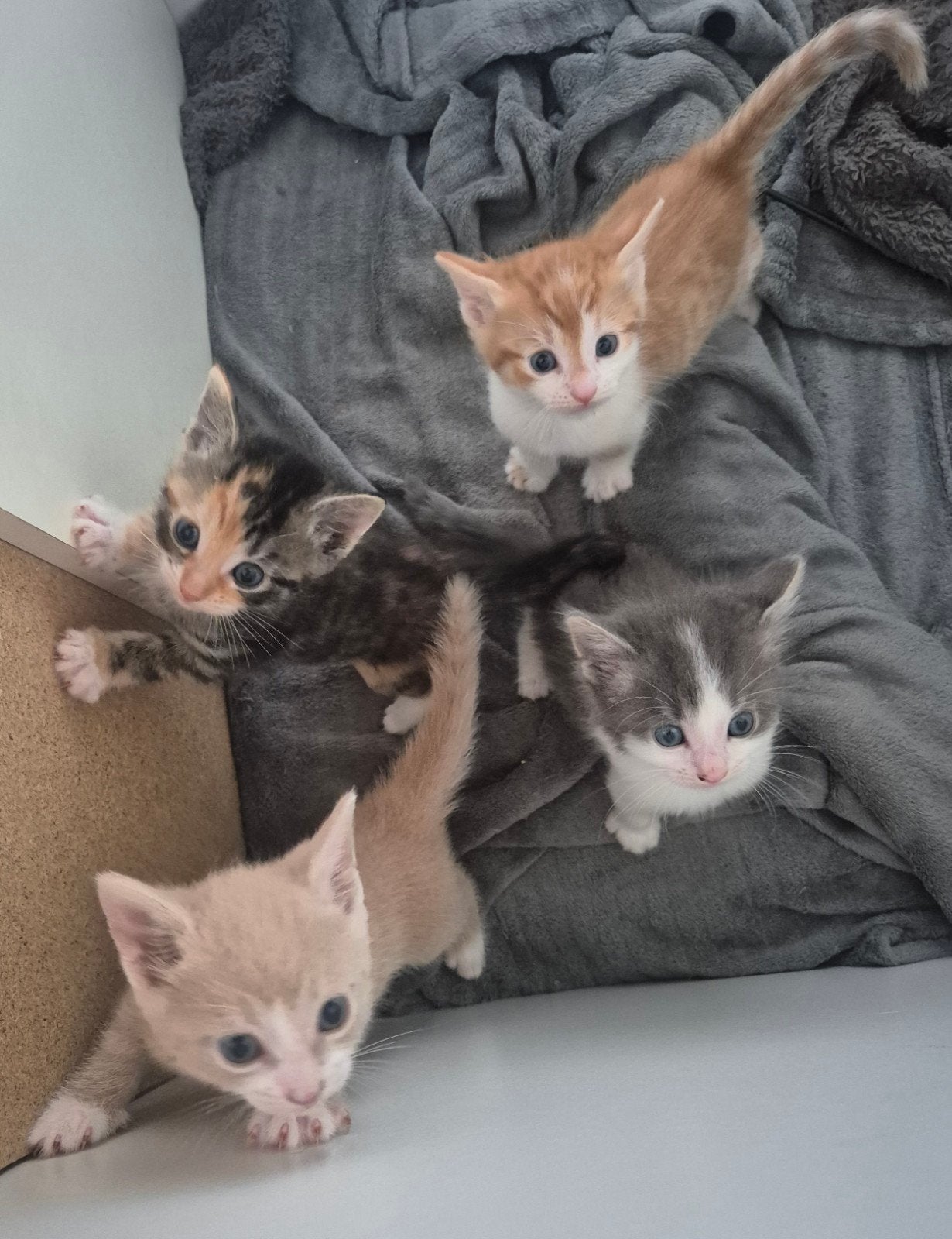 4 kittens mogen over 3 weekjes weg, Dieren en Toebehoren