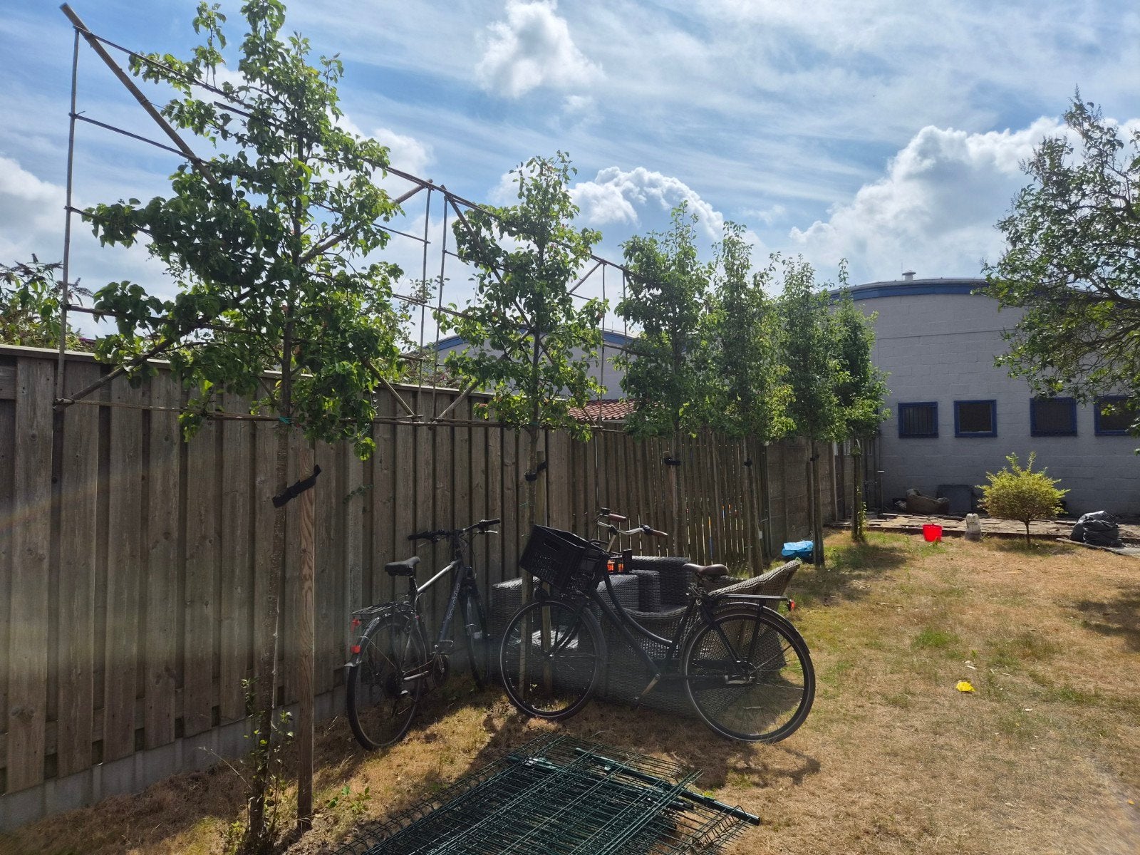 6x Pyrus calleryana (sierpeer zonder vrucht), Leiboom, Lente, 250 tot 400 cm, Ophalen