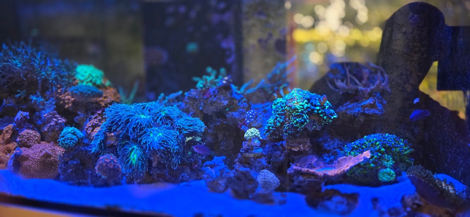 Red Sea 400 Zeeaquarium, Ophalen, Inclusief vissen, Gevuld zeewateraquarium, Red Sea