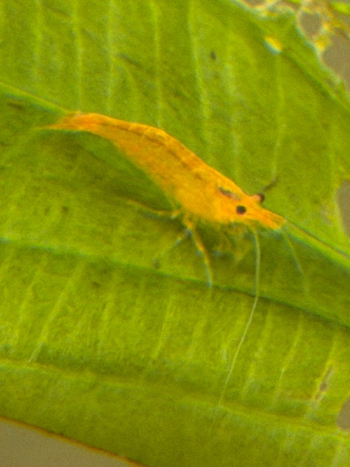 Orange sakura garnalen, Kreeft, Krab of Garnaal