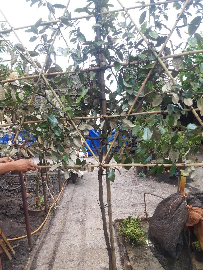 Elaeagnus ebbingei of olijfwilg als leistruik in pot, Ophalen, Overige soorten, Haag, 100 tot 250 cm