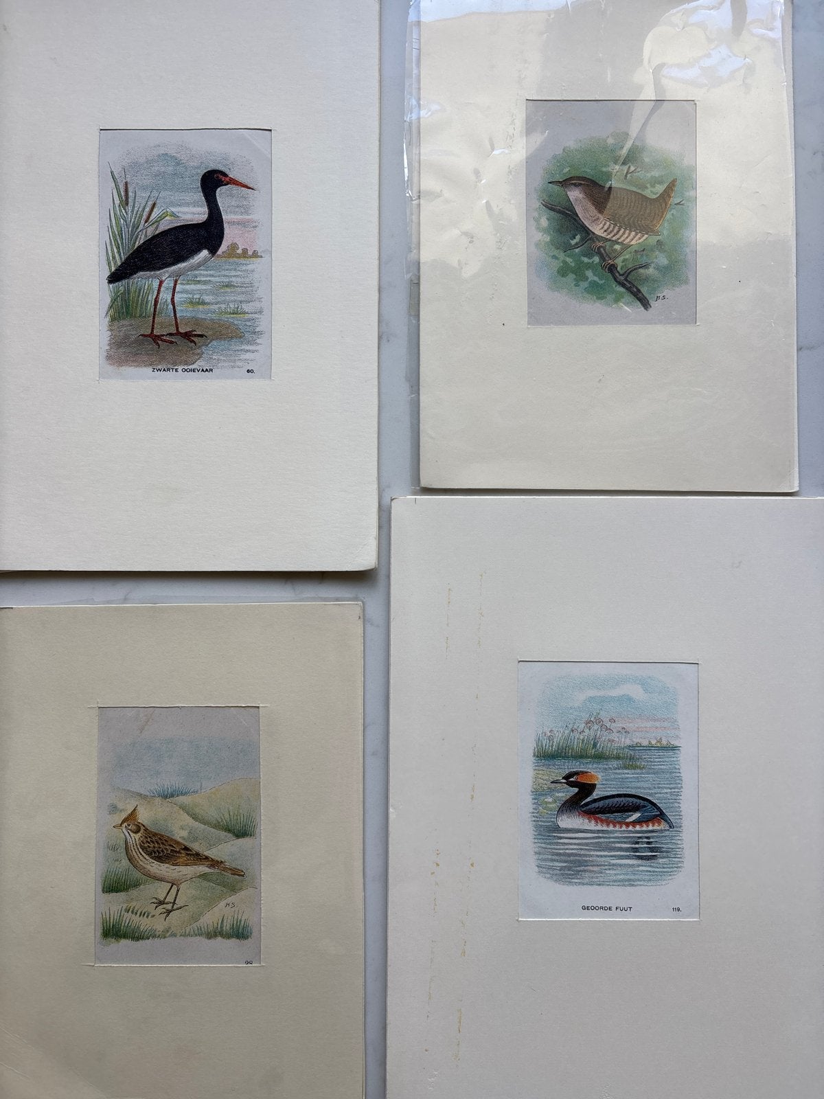 Set van 21 antieke vogel prenten, diverse soorten, Ophalen, Print, Prent, Gesigneerd