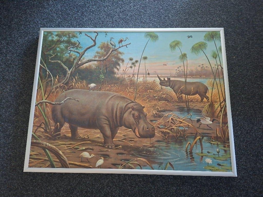 schoolplaat, Antiek en Kunst, Antiek | Schoolplaten, Ophalen, Natuur en Biologie